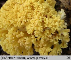 Ramaria flava (koralówka żółta)