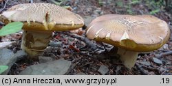 Butyriboletus appendiculatus (masłoborowik żółtobrązowy)