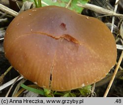 Conocybe aporos (stożkówka wiosenna)