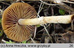 Conocybe aporos (stożkówka wiosenna)