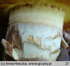 Butyriboletus appendiculatus (masłoborowik żółtobrązowy)