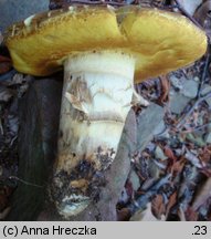 Butyriboletus appendiculatus (masłoborowik żółtobrązowy)