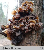 Phaeotremella foliacea (trzęsak listkowaty)