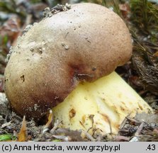 Butyriboletus appendiculatus (masłoborowik żółtobrązowy)