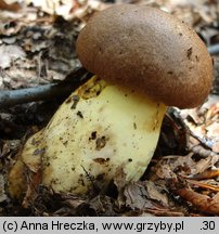 Butyriboletus appendiculatus (masłoborowik żółtobrązowy)