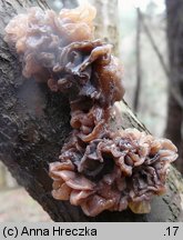 Phaeotremella foliacea (trzęsak listkowaty)