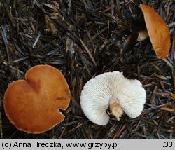 Cystodermella cinnabarina (ziarnóweczka cynobrowa)