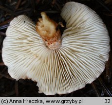 Cystodermella cinnabarina (ziarnóweczka cynobrowa)