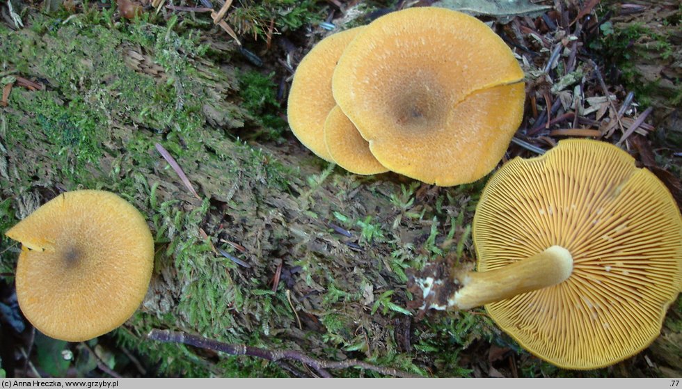 Tricholomopsis decora (rycerzyk oliwkowożółty)