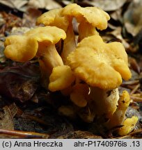 Cantharellus melanoxeros