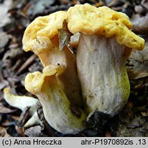 Cantharellus melanoxeros