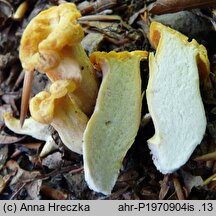 Cantharellus melanoxeros