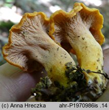 Cantharellus melanoxeros