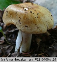 Russula grata (gołąbek gorzkomigdałowy)