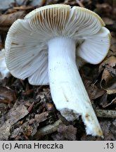 Russula grata (gołąbek gorzkomigdałowy)