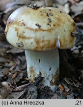 Russula grata (gołąbek gorzkomigdałowy)