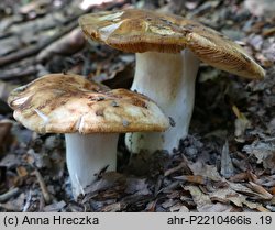 Russula grata (gołąbek gorzkomigdałowy)