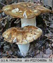 Russula grata (gołąbek gorzkomigdałowy)