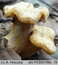 Cantharellus melanoxeros