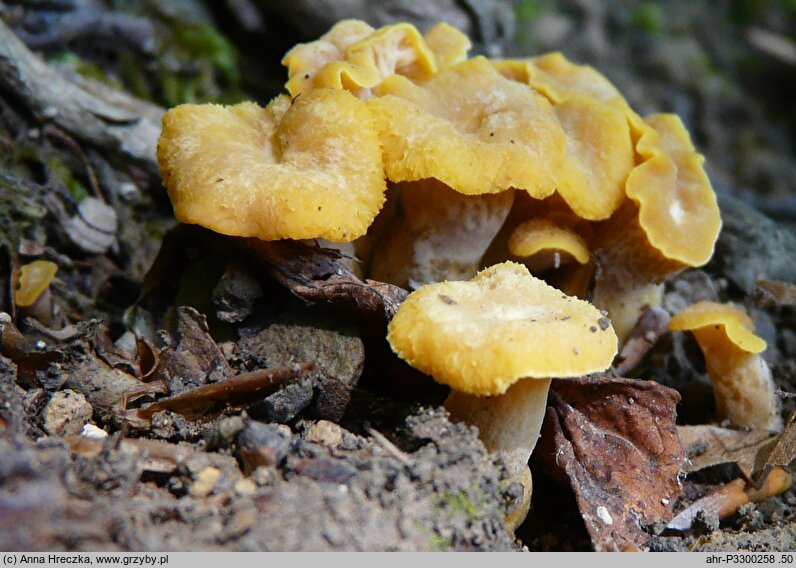 Cantharellus melanoxeros