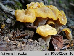 Cantharellus melanoxeros