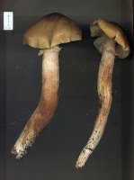 Armillaria mellea s.str. (opieńka miodowa właściwa)