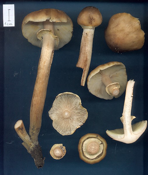 Armillaria mellea s.str. (opieńka miodowa właściwa)