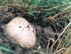 Mycenastrum corium (grzybogwiazd skórzasty)