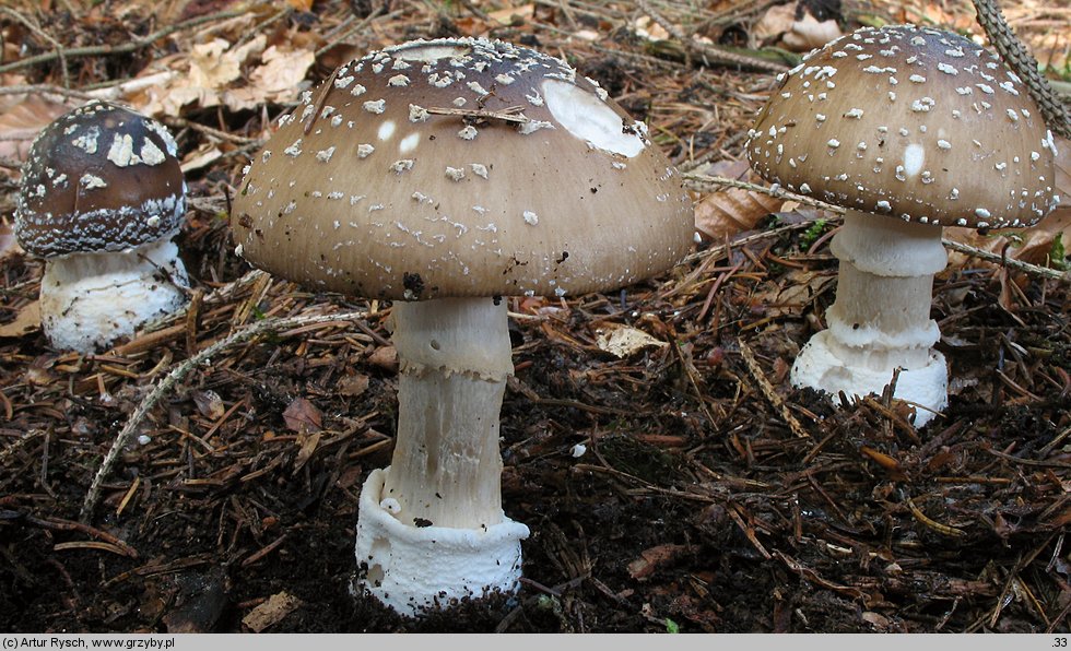 Amanita pantherina (muchomor plamisty)