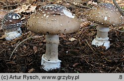 Amanita pantherina (muchomor plamisty)