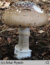 Amanita pantherina (muchomor plamisty)