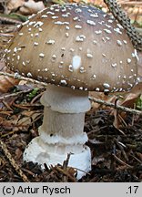 Amanita pantherina (muchomor plamisty)