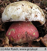 Rubroboletus satanas (krwistoborowik szatański)