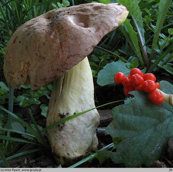 Hemileccinum depilatum (płowiec pofałdowany)