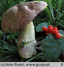 Hemileccinum depilatum (płowiec pofałdowany)