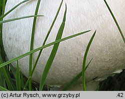 Agaricus campestris (pieczarka łąkowa)