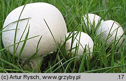 Agaricus campestris (pieczarka łąkowa)