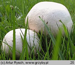 Agaricus campestris (pieczarka łąkowa)