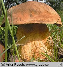 Suillellus luridus (modroborowik ponury)