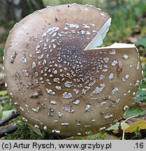 Amanita pantherina (muchomor plamisty)