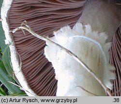 Agaricus campestris (pieczarka łąkowa)