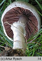 Agaricus campestris (pieczarka łąkowa)