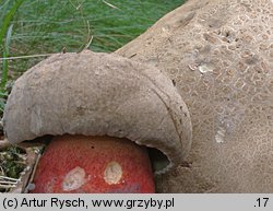 Caloboletus calopus (gorzkoborowik żółtopory)