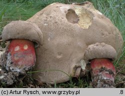 Caloboletus calopus (gorzkoborowik żółtopory)