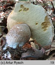 Boletus reticulatus (borowik usiatkowany)