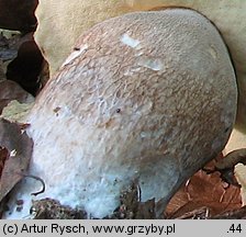 Boletus reticulatus (borowik usiatkowany)