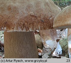 Boletus reticulatus (borowik usiatkowany)