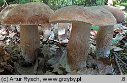 Boletus reticulatus (borowik usiatkowany)