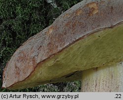 Hemileccinum depilatum (płowiec pofałdowany)