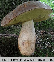 Hemileccinum depilatum (płowiec pofałdowany)